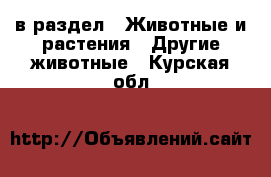  в раздел : Животные и растения » Другие животные . Курская обл.